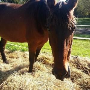 Meet your Posher, Caroline